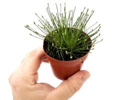 Image result for Eleocharis variegata