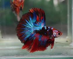 Tropical Fish Healthy Betta Dark Green Orange Star Koi Halfmoon Male Tropical Fish Betta Fish