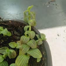 Image result for Aneilema zebrinum