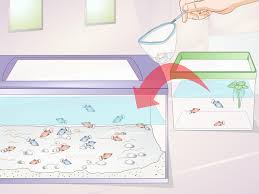 How To Take Care Of Baby Platy Fish 9 Steps With Pictures