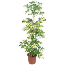 Cevaplar açık tutmak için birkaç sayfaya bölünmüştür. Zenfidan Schefflera Actinopylla Alacali Seflera 40 60 Cm Tekzen