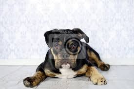 Olde english bulldogges are a blend of the following breeds Portrait Von Einem Sussen Old English Bulldog Welpen Die Mit Fototapete Fototapeten Holzboden Querformat Treu Myloview De