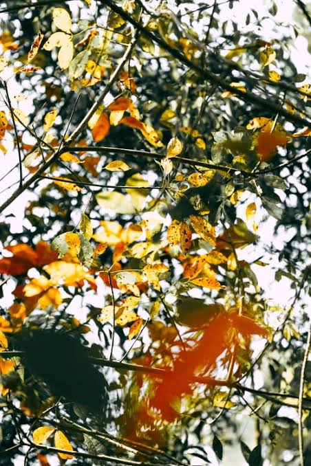 60,000+ Best Fall Pictures · 100% Free Download · Pexels Stock Photos