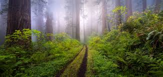 Peter Lik Alternative | Similar to Peter Lik | Fine Art Nature & Landscape  Photography Prints For Sale | Bryce Mironuck Nature Photography
