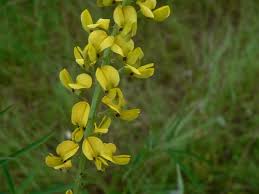 Image result for Crotalaria lanceolata