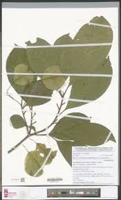 Image result for Petersianthus macrocarpus