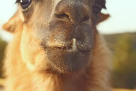 Sticking out your tongue at someone is an expression of taunting. Goofy Lama Pulling Face Funny Llama Animal Sticking Tongue Out Stock Photo Image Of Humorous Nerd 116343904