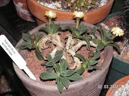 Image result for Nananthus aloides