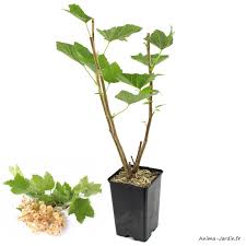 En mai et juin, cet arbuste à la hauteur modérée dévoile ses jolies fleurs blanches. Groseiller Grappe Blanka Baies Blanches Arbuste A Petits Fruits Pot 1 3 L Plante D Exterieure Achat Pas Cher