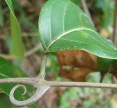 Canela De Velho Gotas Para Que Serve Pin Em Delia