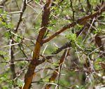 Image result for Acacia exuvialis