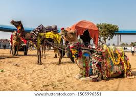 The mela grounds were now slightly depleted, for the camel trading is most frenetic during the first three days. Shutterstock Puzzlepix