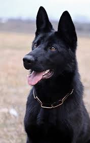Black Beauty German Shepherd Dogs Black German Shepherd Dog Black German Shepherd Puppies