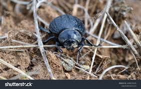 Image result for Catunaregam stenocarpa