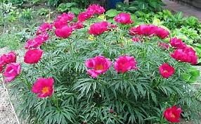 как приготовить настойку из цветков пиона в домашних условиях Piona Nastojka Nastojka Kornya Rasteniya Lepestkov Semyan Instrukciya Po Primeneniyu