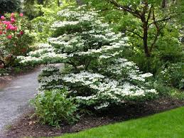 Shasta doublefile viburnum is clothed in stunning white lacecap flowers held atop the branches in mid spring. Summer Snowflake Viburnum Shade Plants Garden Shrubs Outdoor Plants