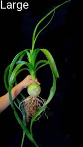 Image result for Albuca nigritana
