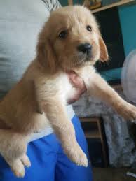 We often update our website to show you our colorado golden retrievers puppies, colorado labrador retriever puppies, colorado goldendoodle puppies and colorado labradoodle puppies. Golden Retriever Puppies