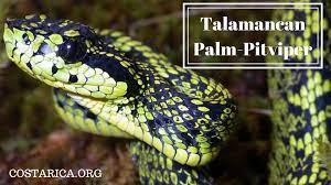 Ever Seen This Snake The Venomous Talamancan Palm Pitviper Bothriechis Nubestris Was Only Discovered Two Years Ago In The Talamanca Snake Costa Rica Species