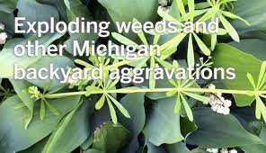 Check spelling or type a new query. Exploding Weeds And Other Michigan Backyard Aggravations Mlive Com