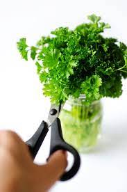 Do not wash the parsley, and if any moisture appears. How To Store Parsley Keep Your Herbs Fresh For Weeks Recipe Herbs Parsley How To Dry Parsley