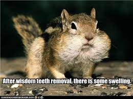 Cheezburger View All Captions For This Meme Funny Animal Photos Funny Animals Funny Animal Pictures