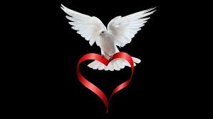 Elegant Dove Download Free Wallpapers For Phone Wallpaper Pc Android Hd Mobile Of Love 3d Nature Goo Love Wallpaper Backgrounds Love Wallpaper Nature Wallpaper