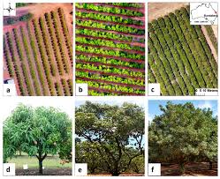 Check spelling or type a new query. Remote Sensing Free Full Text Suitability Of Airborne And Terrestrial Laser Scanning For Mapping Tree Crop Structural Metrics For Improved Orchard Management Html