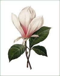 Magnolia 1 Fabric Panel Botanical Painting Botanical Prints Botanical Drawings