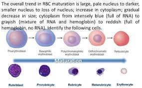 Maybe you would like to learn more about one of these? What Do We Call A Cell Which Has More Than One Nucleus Quora