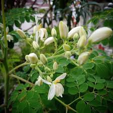 Image result for Moringa oleifera