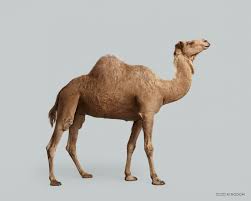 1,000g of fat in the camels hump can yield the equivalent to 1,111g of water when metabolised. Pin On Patterns