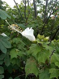 Image result for Pavonia leptocalyx