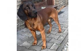 Image result for bavorský barvář