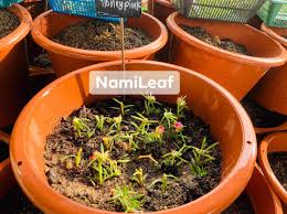 Pokoknya akan mengeluarkan bunga yang banyak. Tanam Ros Jepun Nak Berbunga Lebat Gemuk Gemuk Rahsianya Buat Begini Keluarga