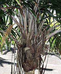 Image result for Tragia hildebrandtii