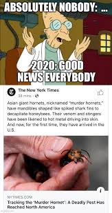 Explore more searches like owner meme. Murder Hornets Are 2020 S Latest Little Gift To Us Memebase Funny Memes