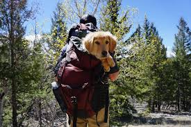 The hike in is less than a mile and dogs are welcome at campsite surrounding the lake. Ultimate Guide To Dispersed Camping With Dogs