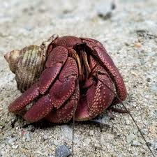 オオナキオカヤドカリ | 西表島ジャングルブック