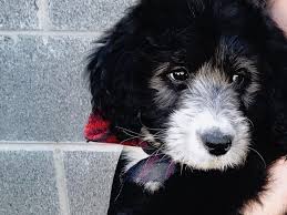 Black And White Sheepadoodle For Sale Teacup Goldendoodle Mini Goldendoodle Medium Goldendoodles Sheepadoodle Puppy Goldendoodle Puppy For Sale Mini Goldendoodle Puppies