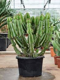 Image result for Euphorbia fortissima