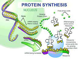 2 how does the dna control the cell's functions? Protein Synthesis