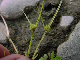 Image result for Cyperus squarrosus