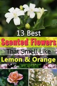 We did not find results for: 13 Best Scented Flowers That Smell Like Lemon Orange Scent Garden Fragrant Garden Smelling Flowers