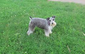 Standard schnauzer black and silver. Our Mini Schnauzers Russell Homestead Llc