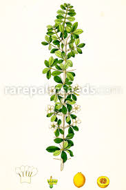 Image result for Catunaregam