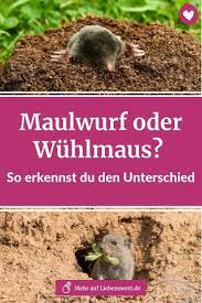 Beim maulwurf ist es umgekehrt. Maulwurf Oder Wuhlmaus So Erkennen Sie Den Unterschied Maulwurf Im Garten Wuhlmause Maulwurf