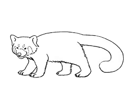 Add more detail and add the ground. How To Draw A Red Panda Step By Step Easy Animals 2 Draw