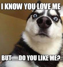 Meme Maker I Know You Love Me But Do You Like Me Meme Maker Swimming Memes Funny Good Morning Memes Swimming Funny