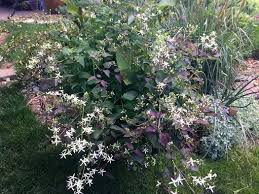 Image result for Clematis recta atropurpurea